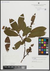 Foto von Salix appendiculata Vill.